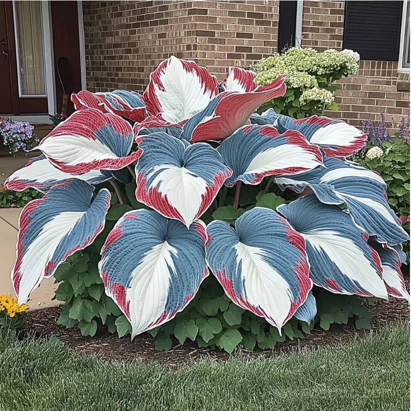 Rare Premium Hosta Bulbs – Easy to Grow for Garden Transformation - View 15