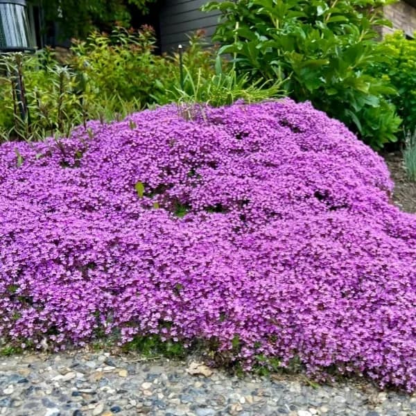 Low-Maintenance Thyme Seeds, Mixed Color, 100 Count - View 7