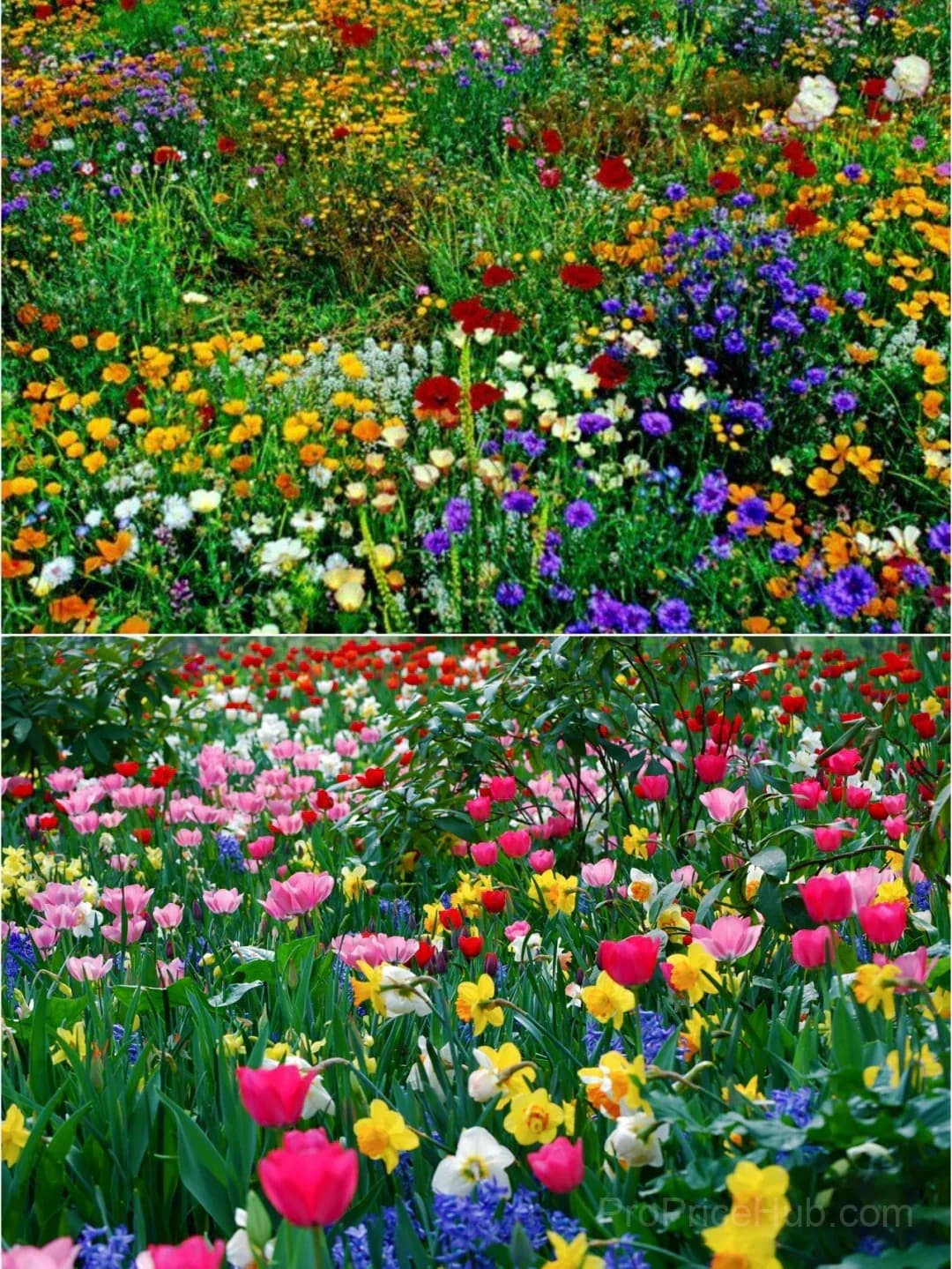 All-Season Mixed Perennial Flower Seeds – 90+ Varieties for Continuous Blooms - View 12