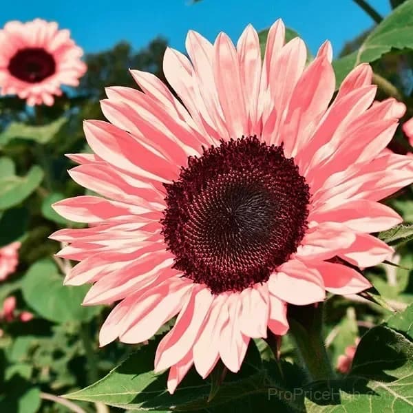 Sunflower Seeds for Planting - Sunshine Variety - View 16