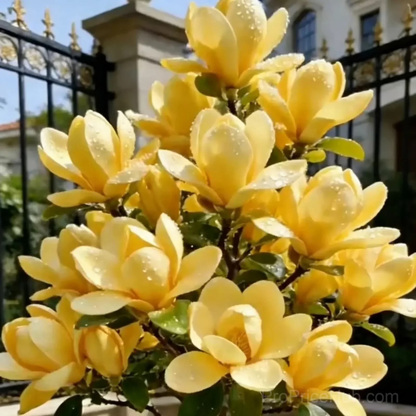 Magnolia Liliiflora Bulbs - Fragrant Purple Blooms - View 8