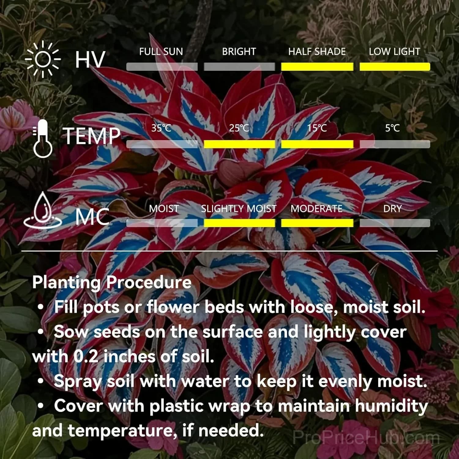 Mutilcolor Hosta Seeds - View 11