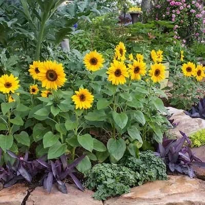 Sunflower Seeds for Planting - Sunshine Variety - View 8