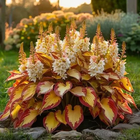 Shade & Cold Tolerant Hosta Seeds - View 6