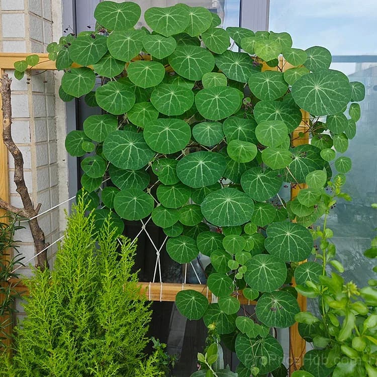 Red Rattan Stephania Erecta Houseplant - View 13