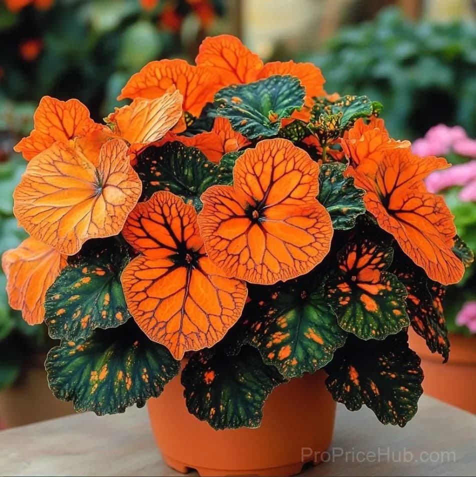 Neon Glow Begonia Seeds for Planting - View 2