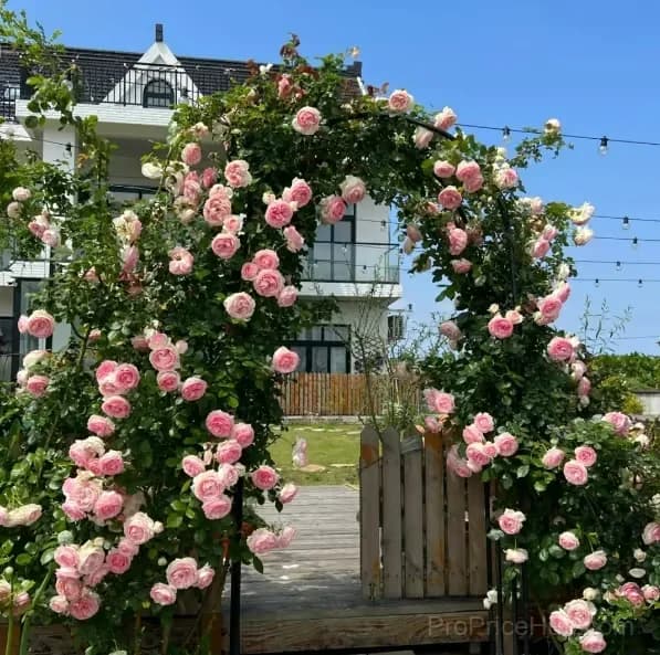 255 Mixed Color Climbing Rose Vine Seeds - View 4