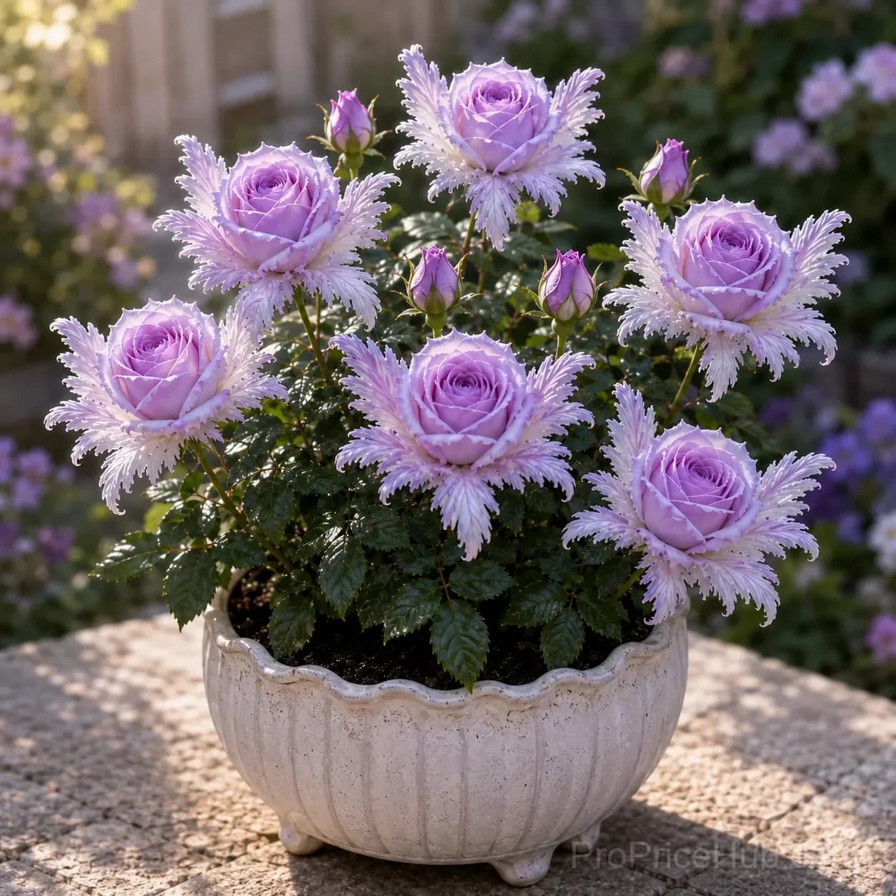 Angel Wing Rose Seeds – Unique Petal Variety for Garden - View 7