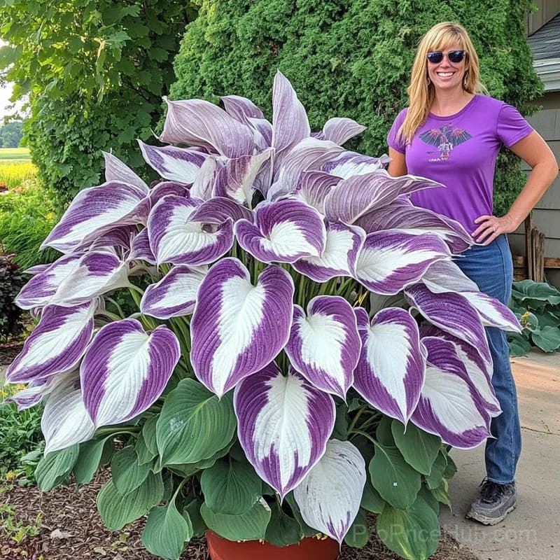 Rare Premium Hosta Bulbs – Easy to Grow for Garden Transformation - View 8