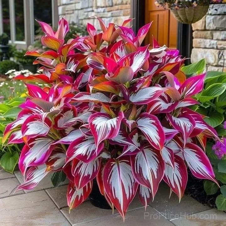 Shade & Cold Tolerant Hosta Seeds - View 9