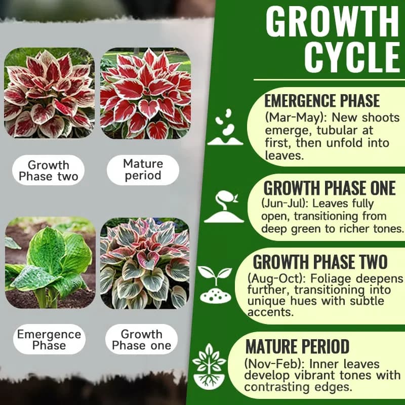 Turn Dead Corners Into a Lush Garden Paradise – Shade-Tolerant Seeds - View 6