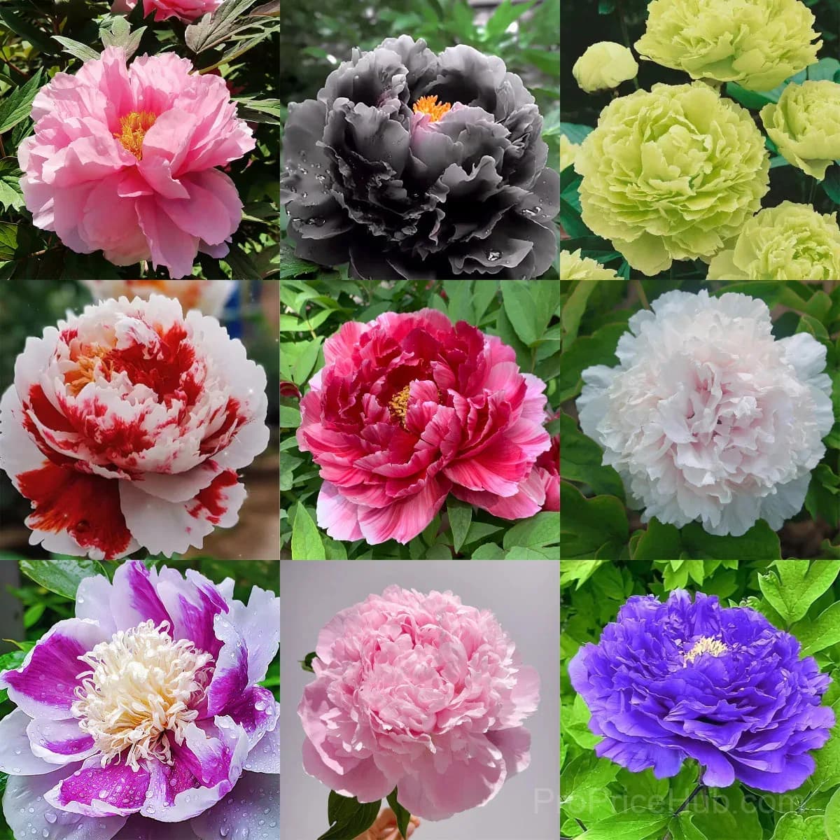 Multicolor Peony Seeds - View 2