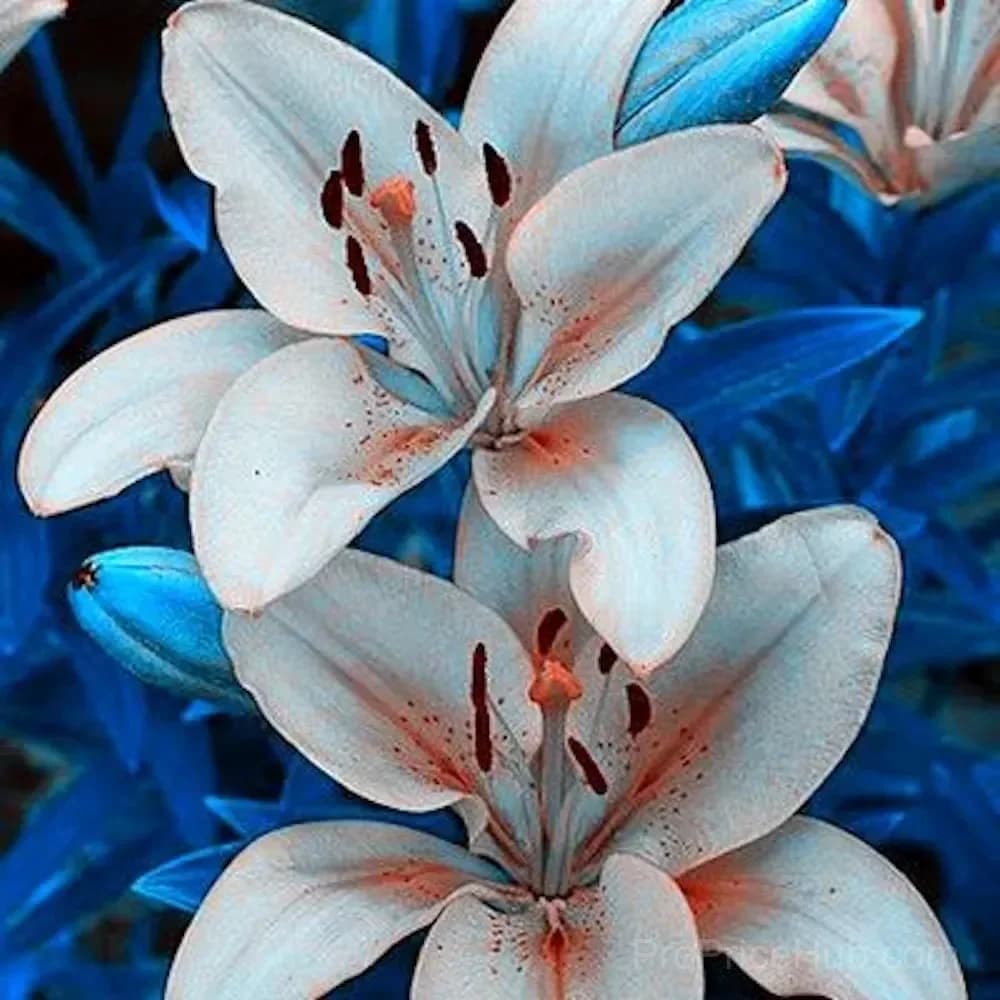 100 Rare Lily Seeds, Mixed Varieties - View 4