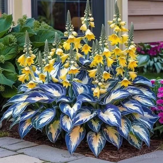 Shade & Cold Tolerant Hosta Seeds - View 7