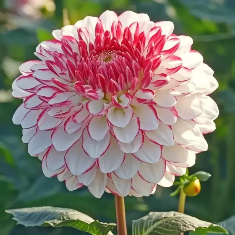 Rare Double Dahlias - Bold Lush Blooms for Unique Gardens - View 17