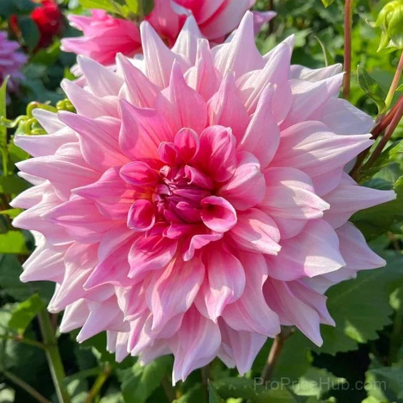 Rare Double Dahlias - Bold Lush Blooms for Unique Gardens - View 19