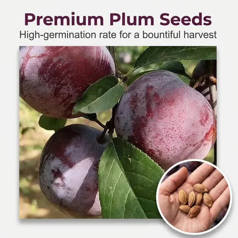 Heirloom Non-GMO Grafted Plum Tree Seeds - View 6