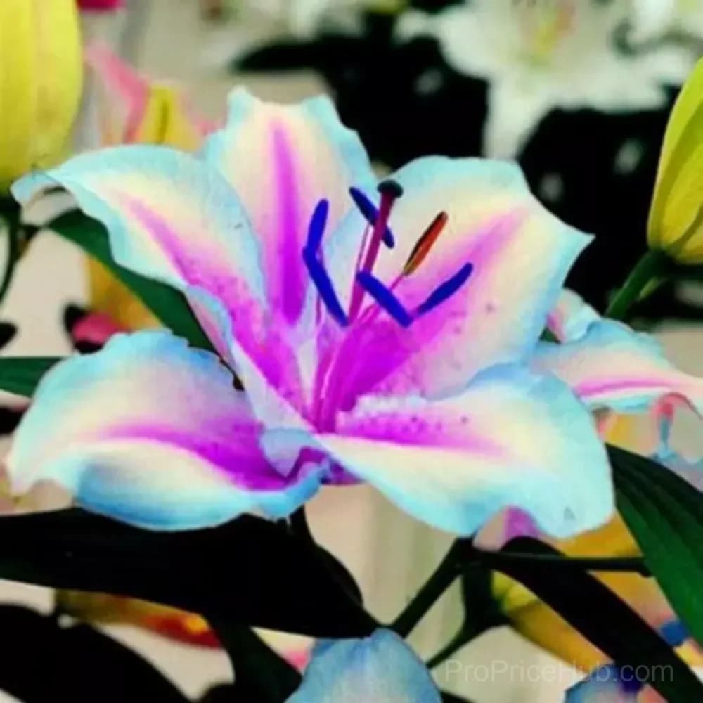 100 Rare Lily Seeds, Mixed Varieties - View 6