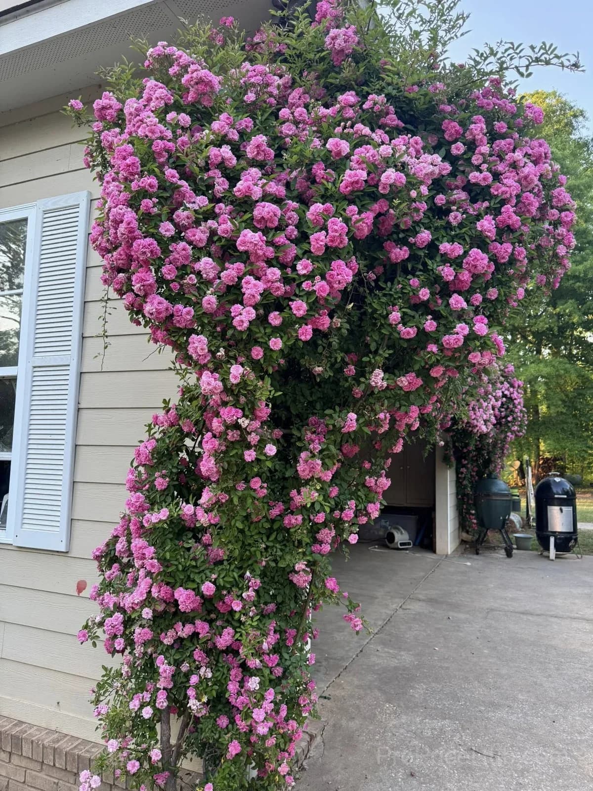 Rare Climbing Roses - Vigorous & Fragrant Garden Rose Plant - View 26