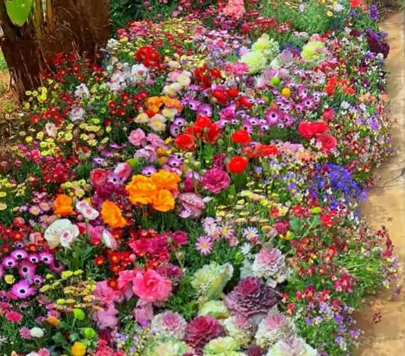 All-Season Mixed Perennial Flower Seeds – 90+ Varieties for Continuous Blooms - View 3
