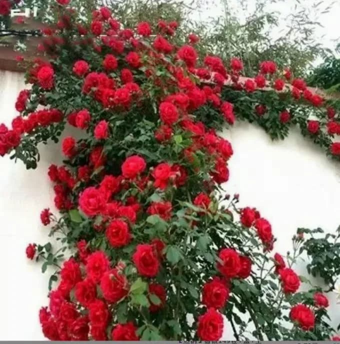 255 Mixed Color Climbing Rose Vine Seeds - View 11