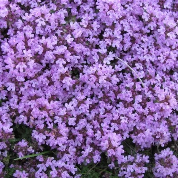 Low-Maintenance Thyme Seeds for Garden Planting - View 6