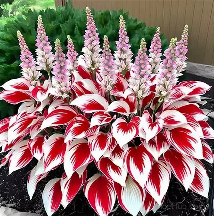 Turn Dead Corners Into a Lush Garden Paradise – Shade-Tolerant Seeds - View 18