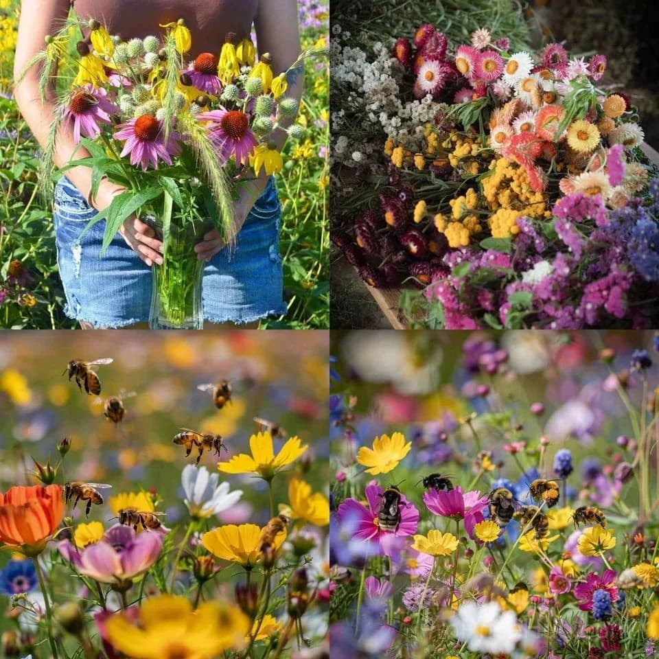 All-Season Mixed Perennial Flower Seeds – 90+ Varieties for Continuous Blooms - View 9