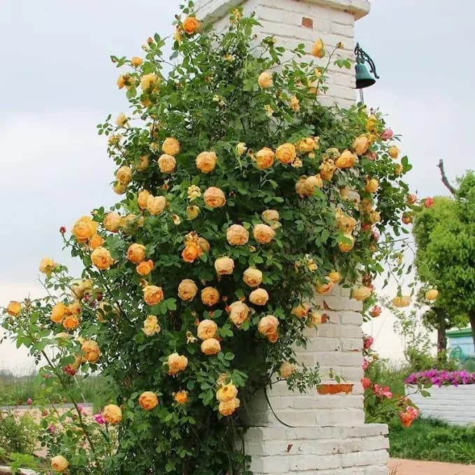 255 Mixed Color Climbing Rose Vine Seeds - View 8