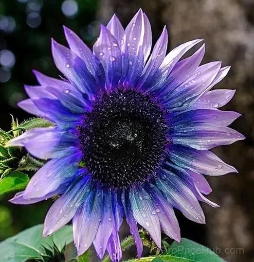 ColorBurst Sunflower Seeds for Planting - View 5