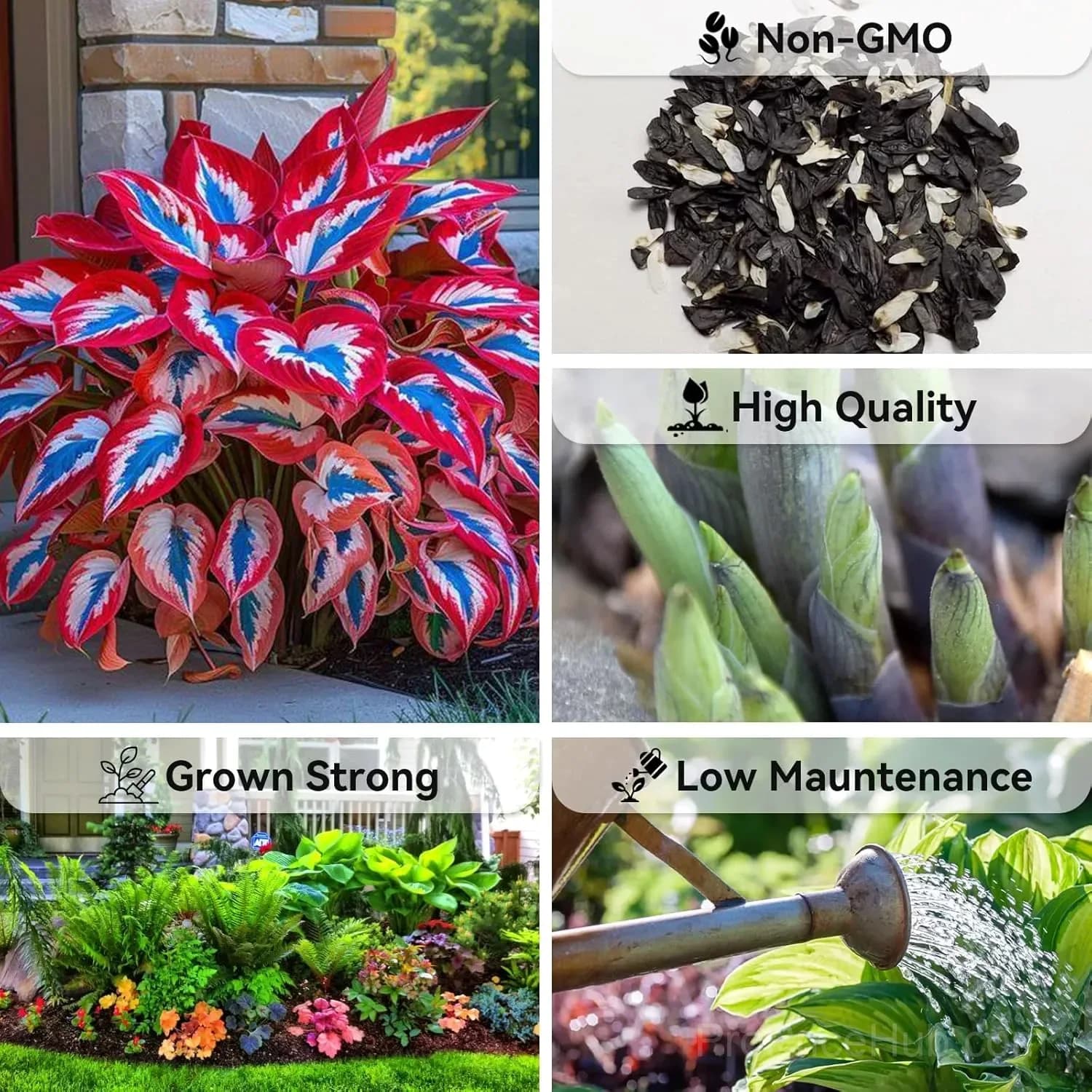 Mutilcolor Hosta Seeds - View 10