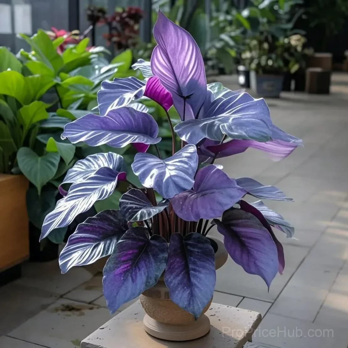 Twilight Potted Alocasia Bulbs - Indoor Plant Bulbs for Growing - View 10