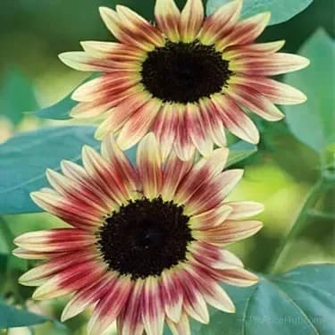 Sunflower Seeds for Planting - Sunshine Variety - View 15