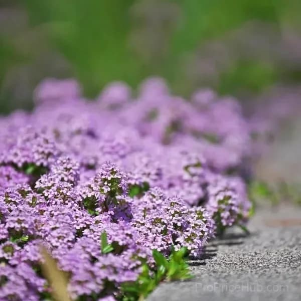 Low-Maintenance Thyme Seeds for Garden Planting - View 8