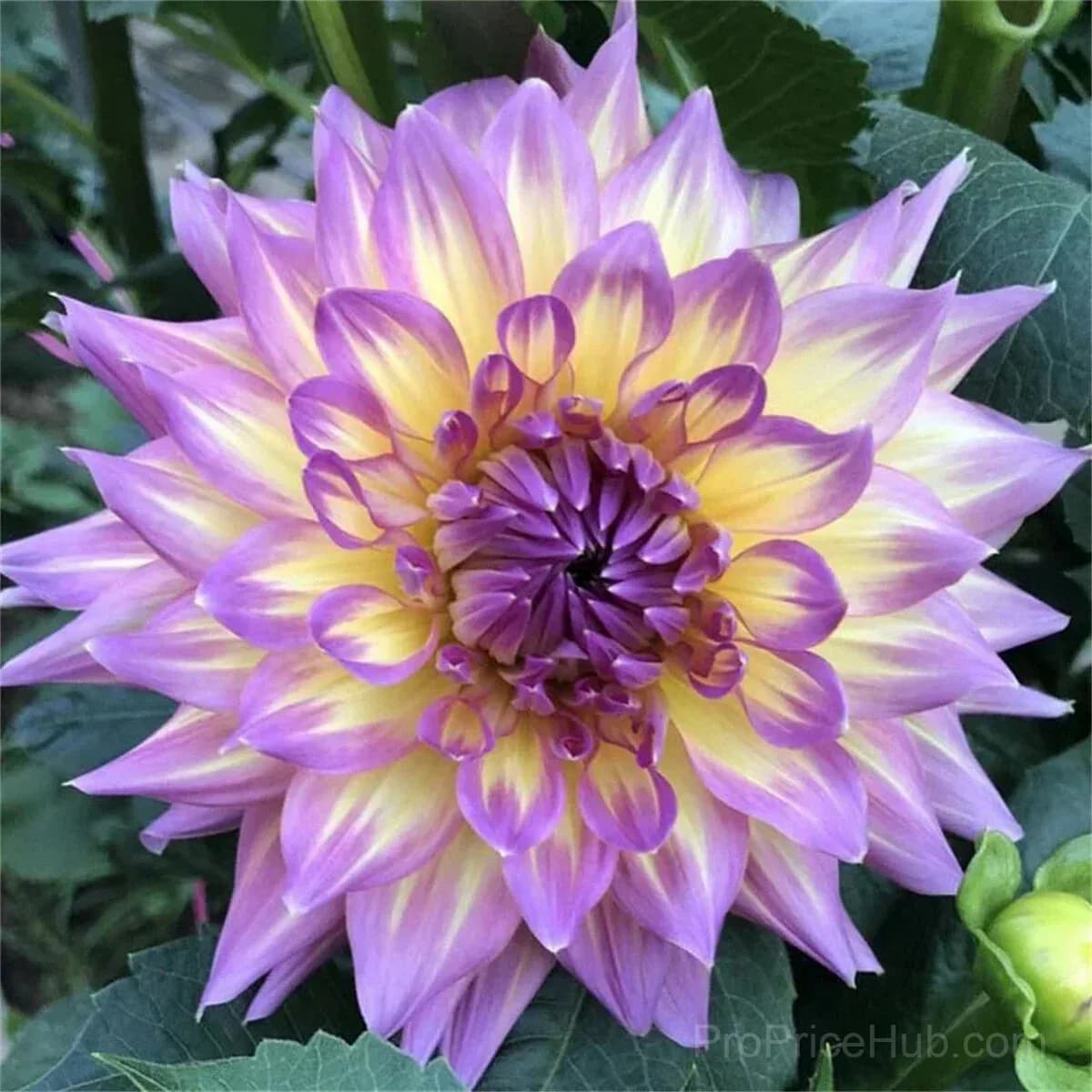 Rare Double Dahlias - Bold Lush Blooms for Unique Gardens - View 23
