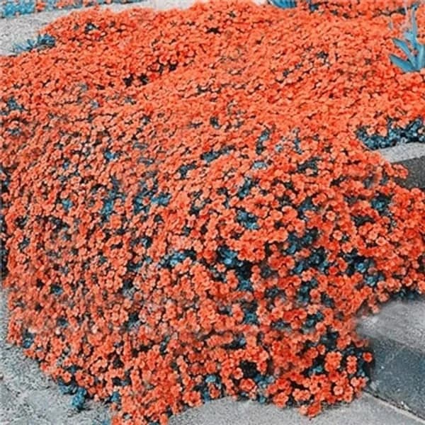 Low-Maintenance Thyme Seeds for Garden Planting - View 9