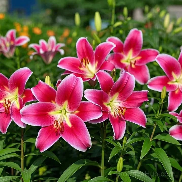 Perfume Lily Bulbs - Fresh and Sweet Scented - View 22