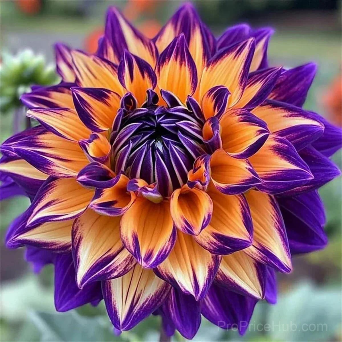 Rare Double Dahlias - Bold Lush Blooms for Unique Gardens - View 25