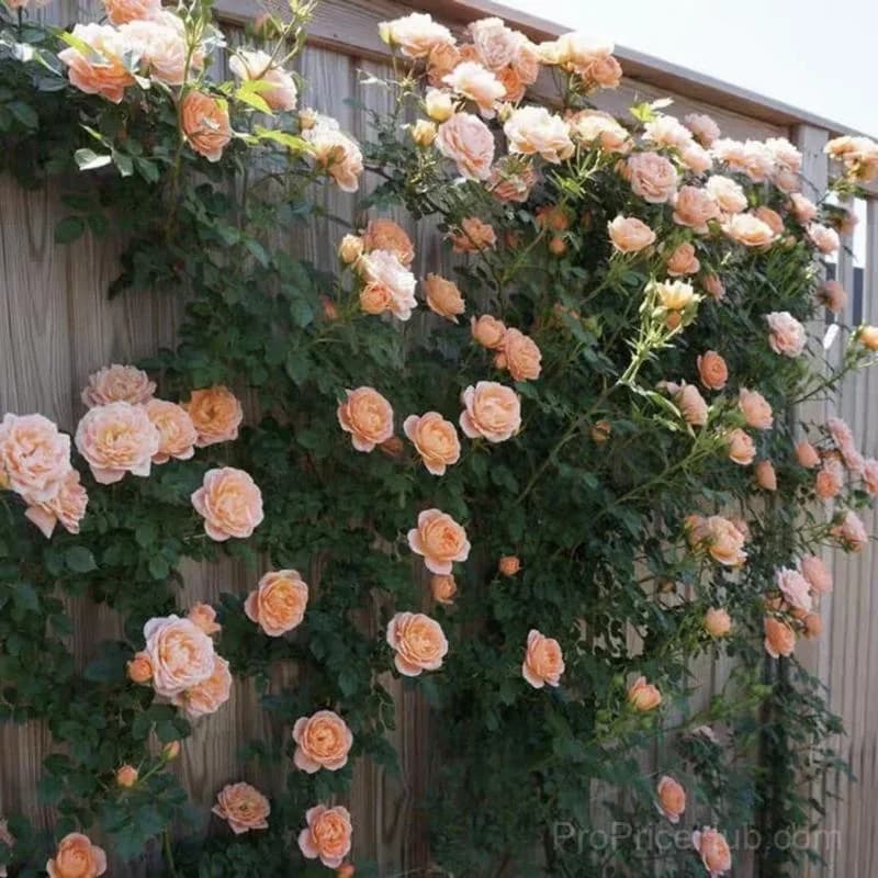 Rare Climbing Roses - Vigorous & Fragrant Garden Rose Plant - View 18