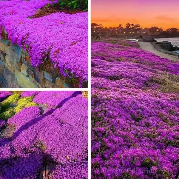 Low-Maintenance Thyme Seeds, Mixed Color, 100 Count - View 3