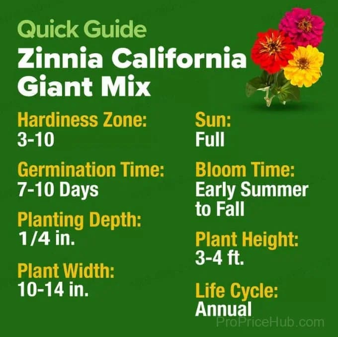 Zinnia Seeds - Heirloom, Pure, No Filler Flower Seeds - View 8