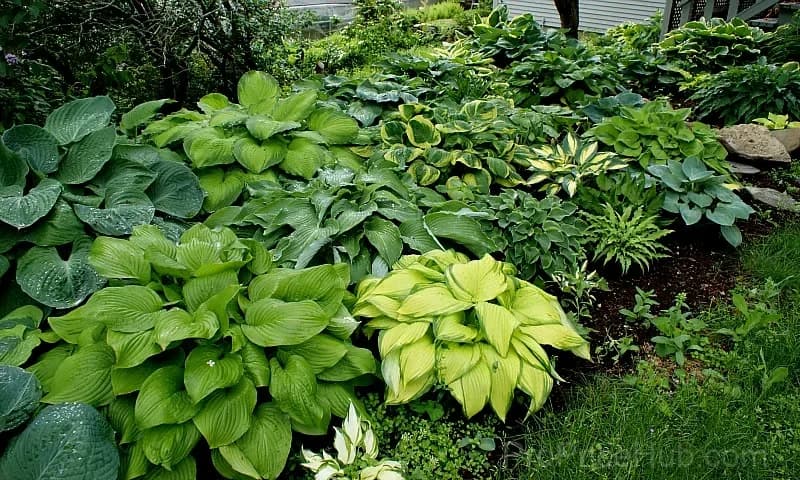 Turn Dead Corners Into a Lush Garden Paradise – Shade-Tolerant Seeds - View 9