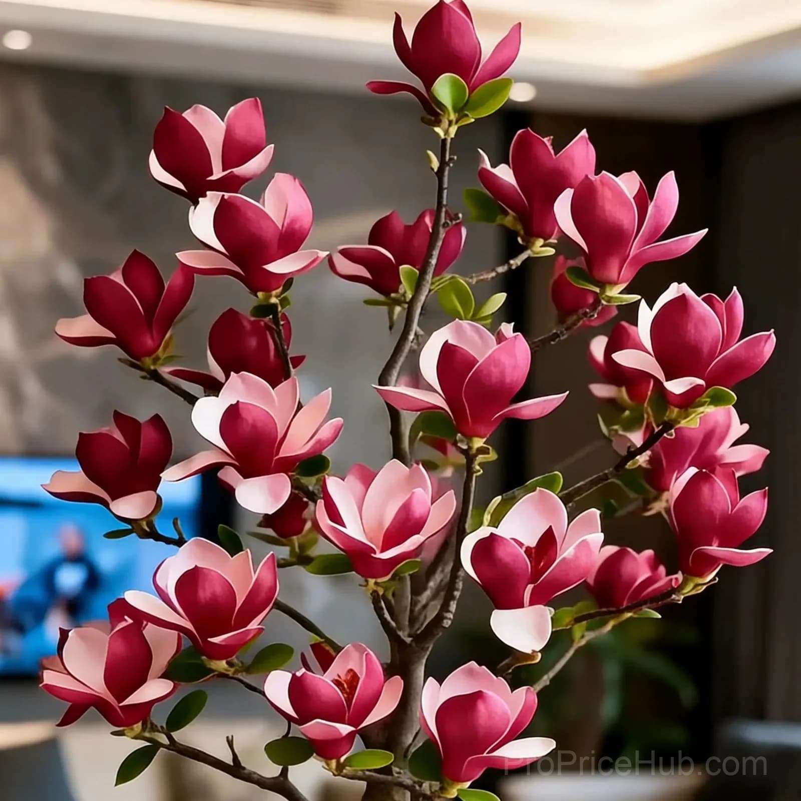 Magnolia Liliiflora Bulbs - Fragrant Purple Blooms - View 3