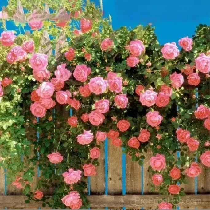 255 Mixed Color Climbing Rose Vine Seeds - View 6