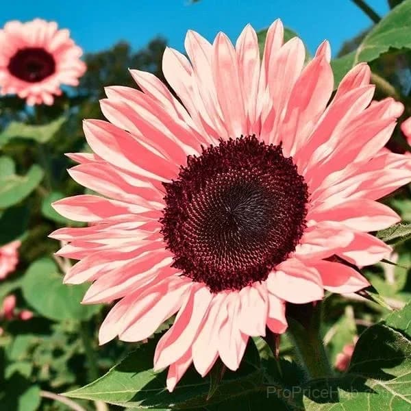 ColorBurst Sunflower Seeds for Planting - View 7