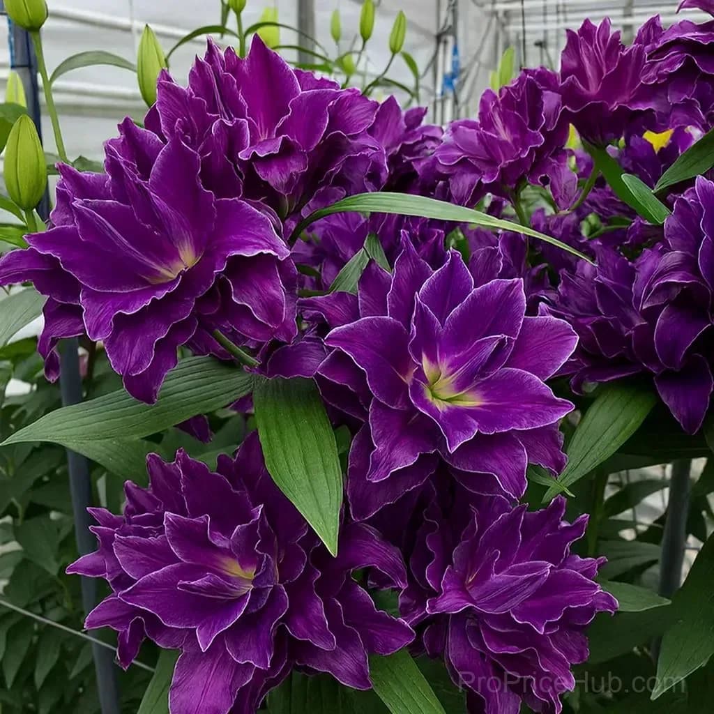Perfume Lily Bulbs - Fresh and Sweet Scented - View 8