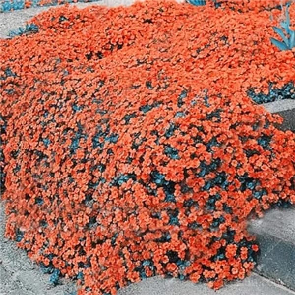 Low-Maintenance Thyme Seeds, Mixed Color, 100 Count - View 9
