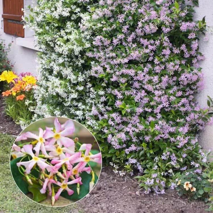 Windmill Jasmine Seeds - View 9