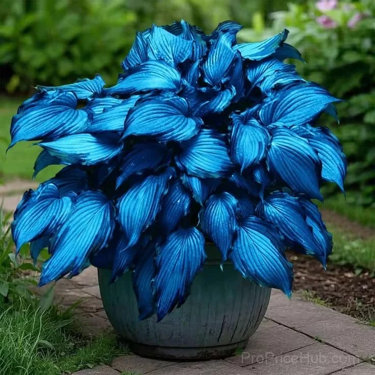 Mutilcolor Hosta Seeds - View 4