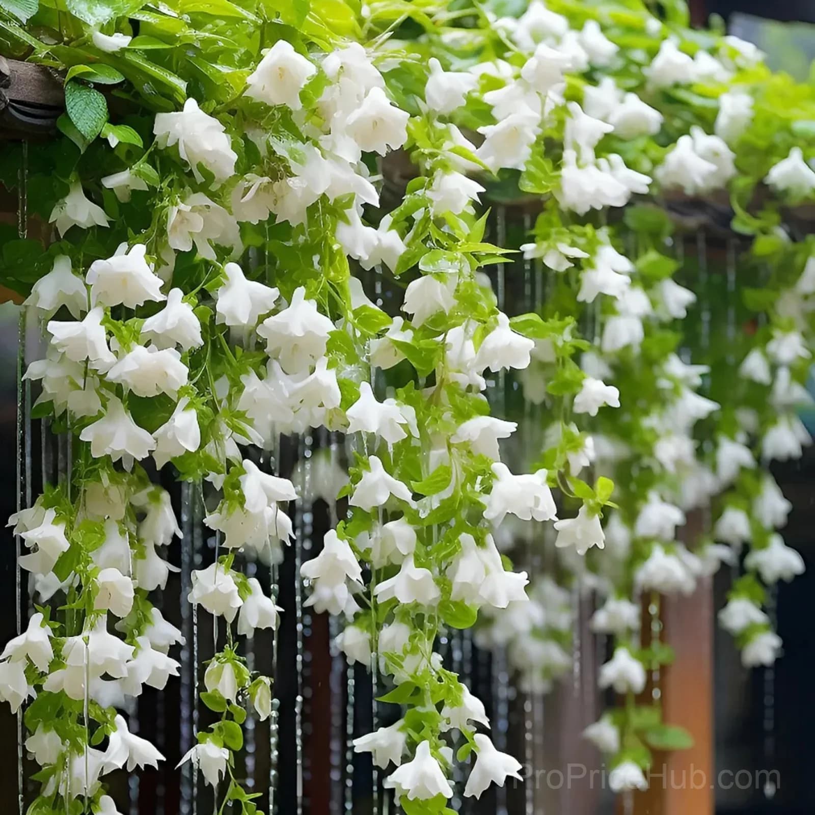 Clerodendrum wallichii Seeds - View 9